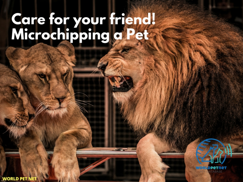 Méthode simple et efficace d'enregistrement des animaux